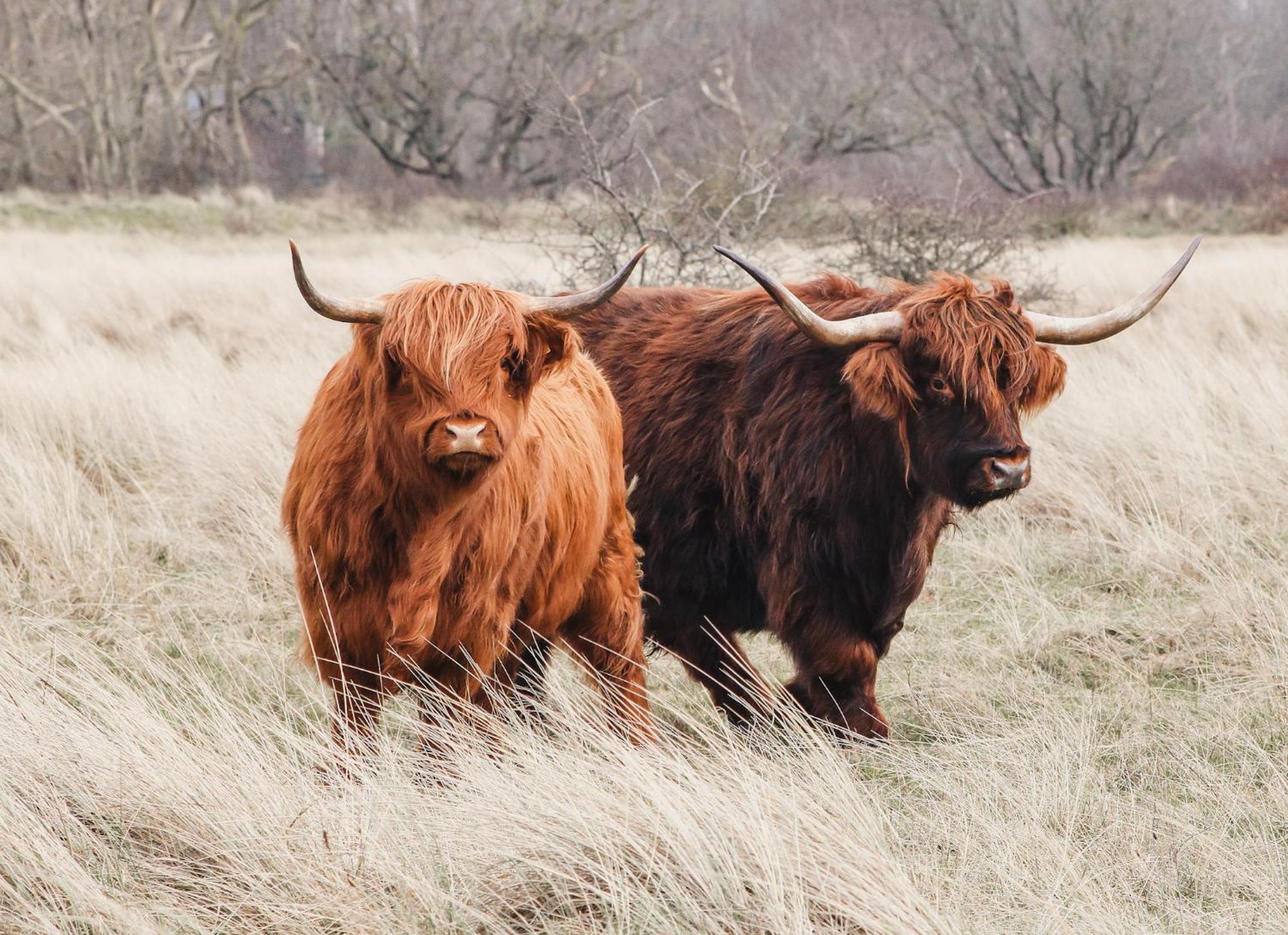 Zoomers Aan Het Bos Castricum Esterno foto